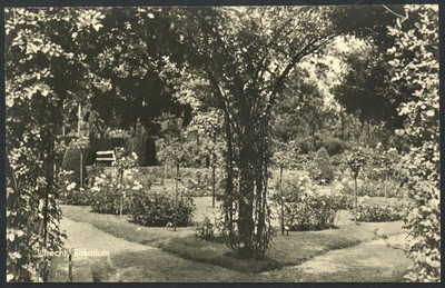 606090 Gezicht in het rosarium Oudwijk te Utrecht.